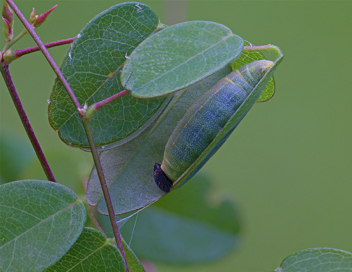 Zarucco Duskywing caterpillar